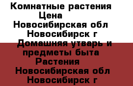 Комнатные растения › Цена ­ 100 - Новосибирская обл., Новосибирск г. Домашняя утварь и предметы быта » Растения   . Новосибирская обл.,Новосибирск г.